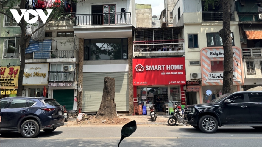 Nghi vấn cây sao đen trăm tuổi ở phố Lò Đúc bị “bức tử” trước khi đốn hạ